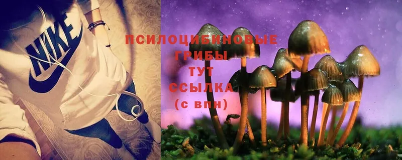 Псилоцибиновые грибы Psilocybe  МЕГА   Богданович 